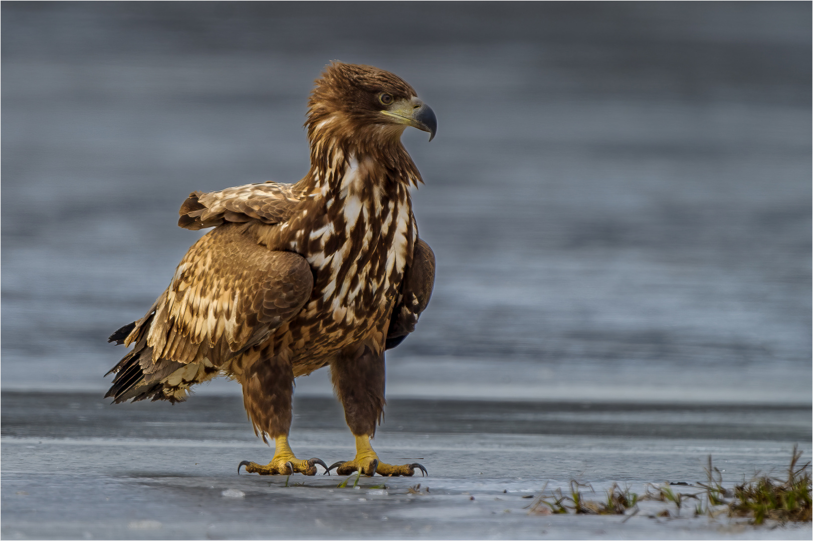 Seeadler