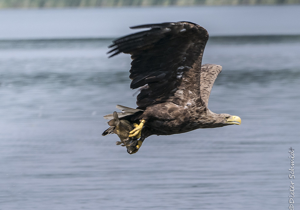 Seeadler