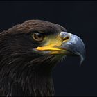 Seeadler