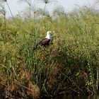 Seeadler