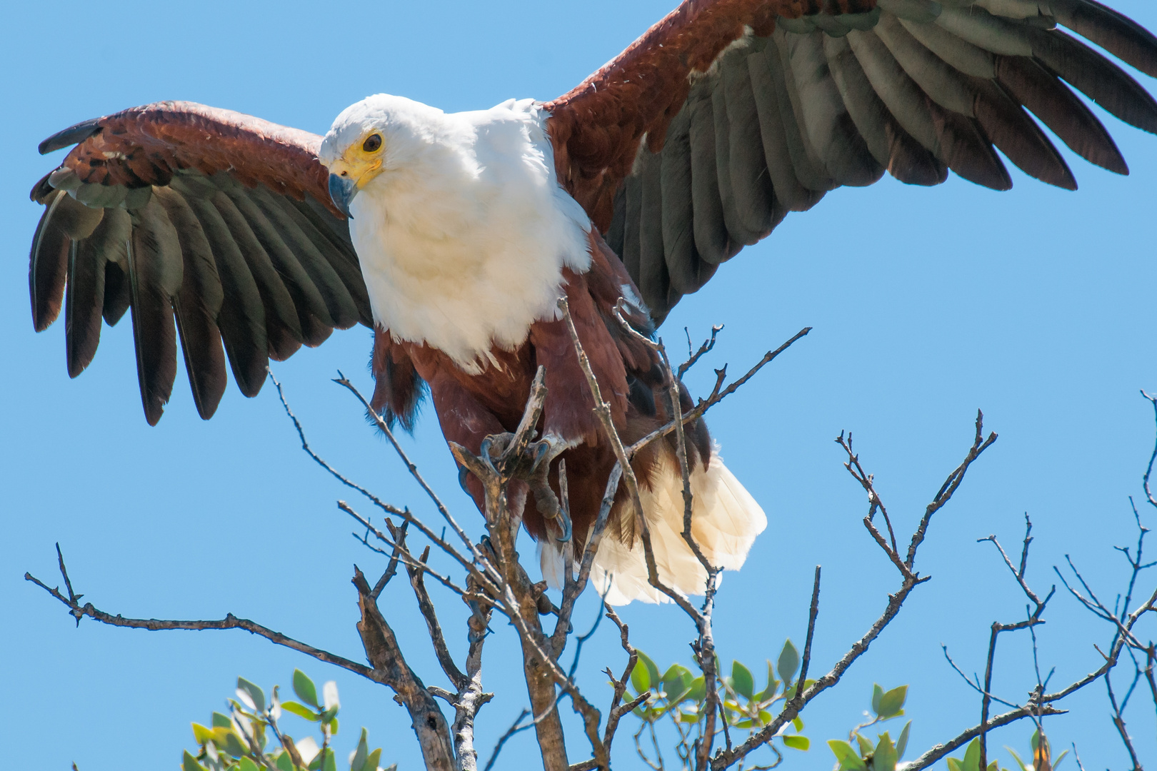 Seeadler 