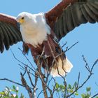 Seeadler 