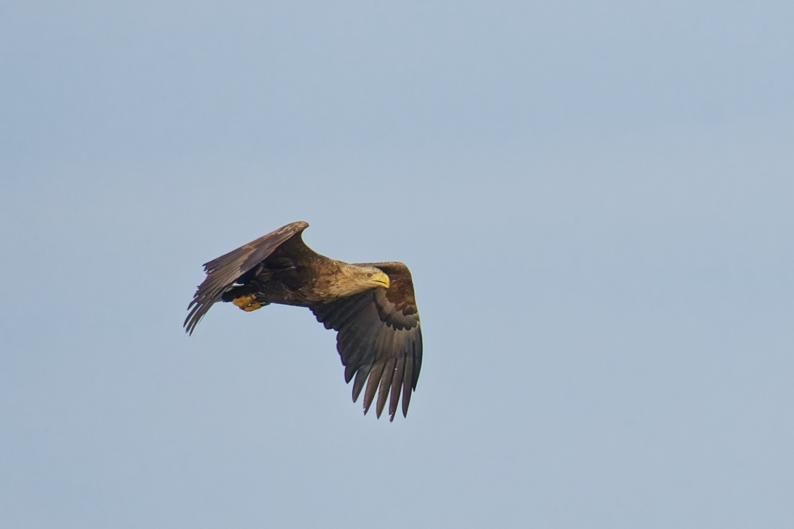 Seeadler