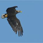 Seeadler