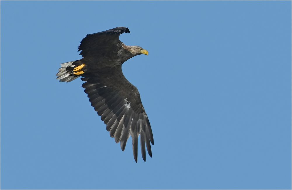 Seeadler