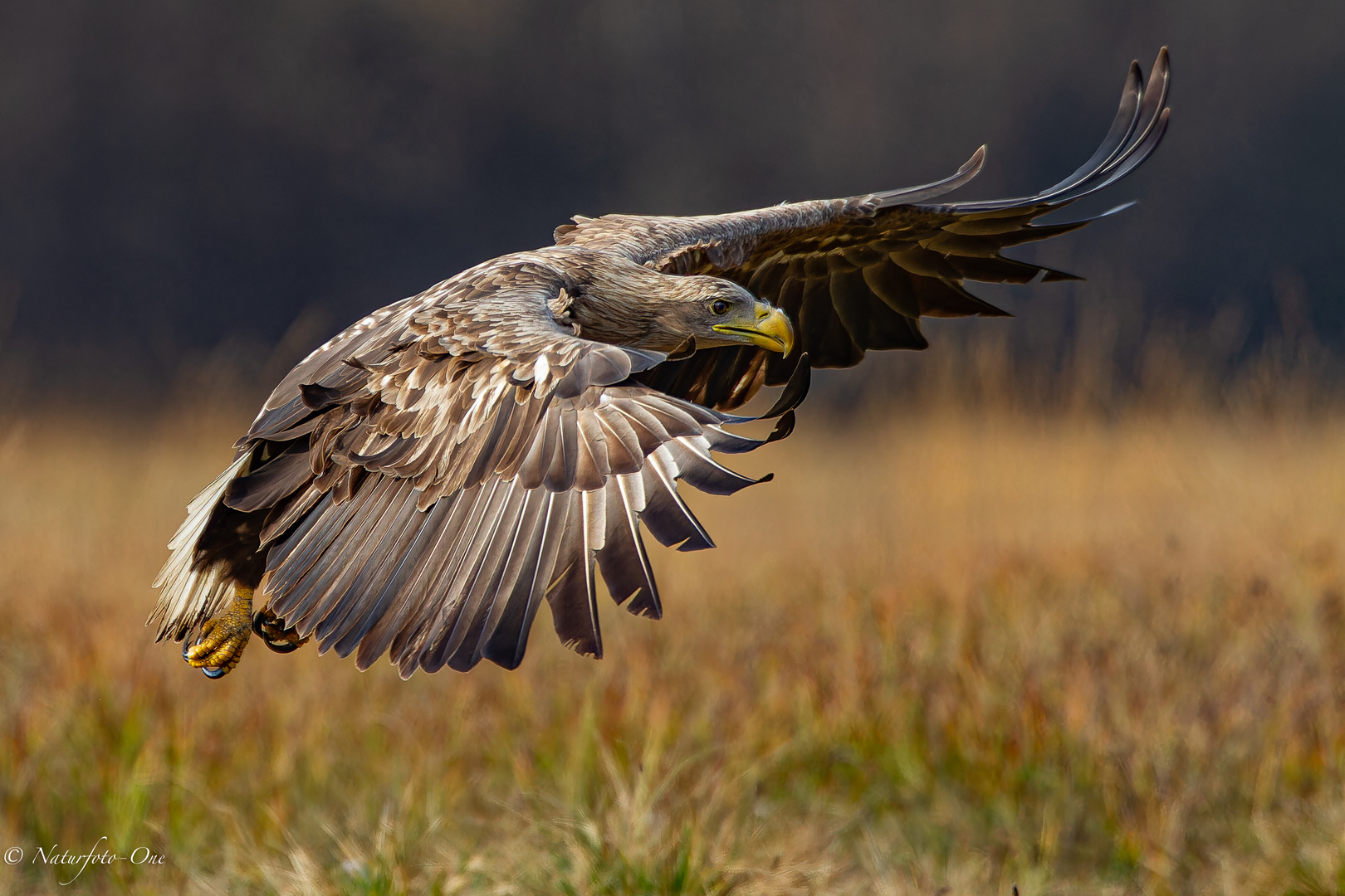 Seeadler