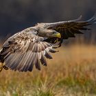 Seeadler