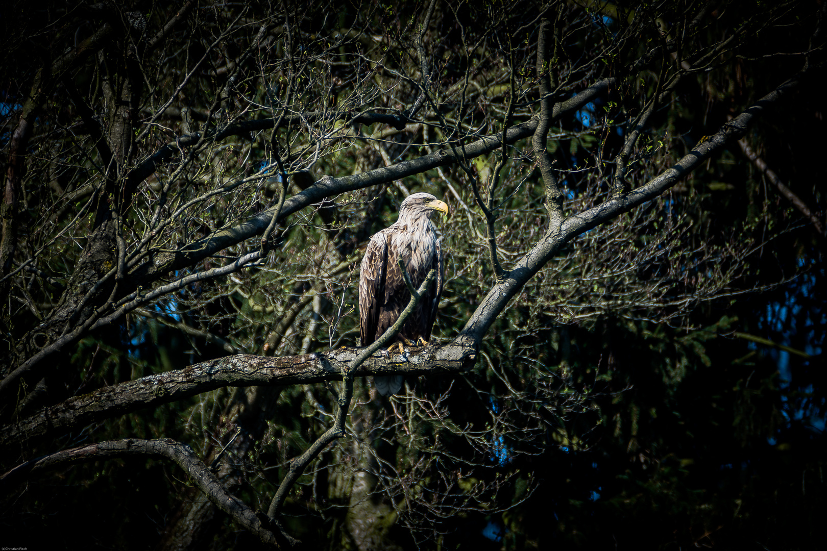 Seeadler