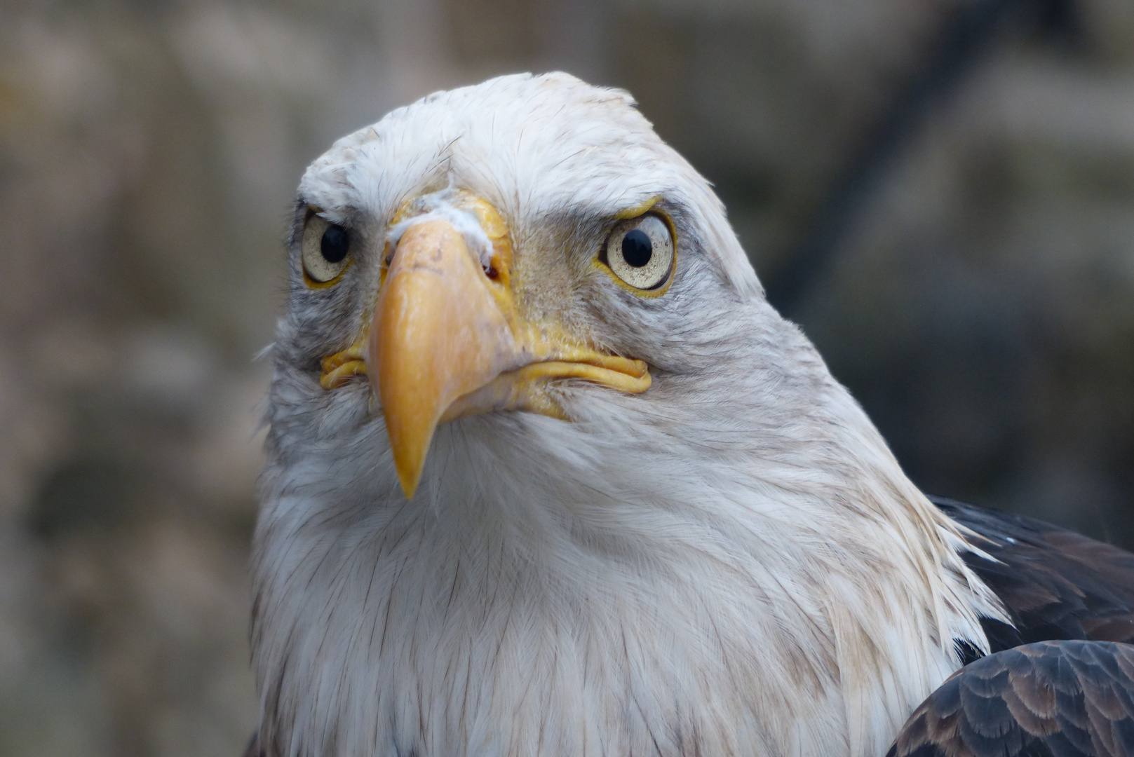 Seeadler