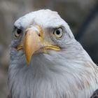 Seeadler