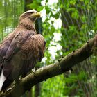 Seeadler