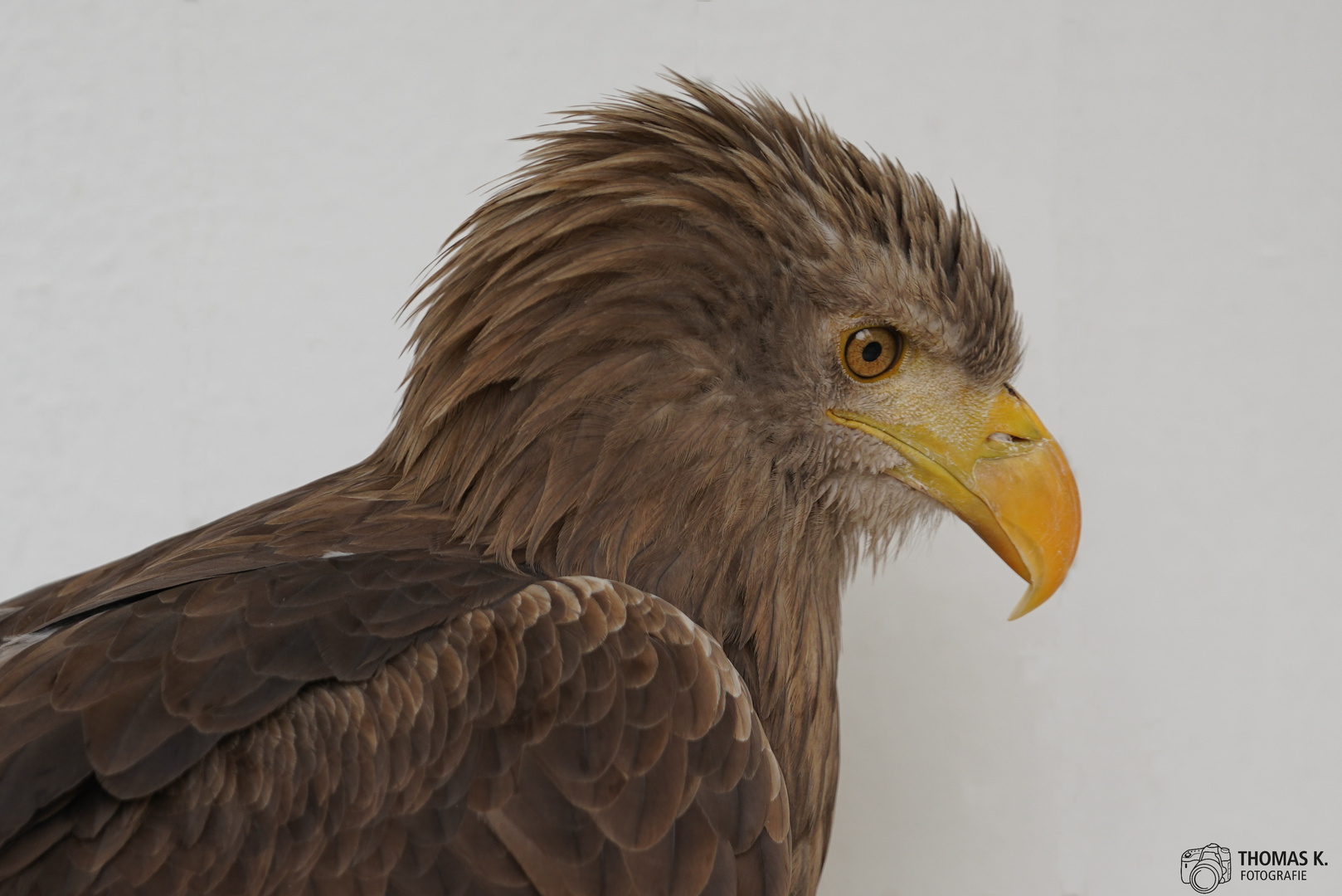 Seeadler