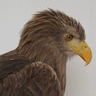 Seeadler