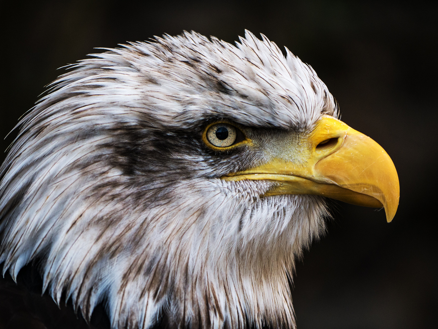 Seeadler