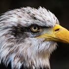 Seeadler