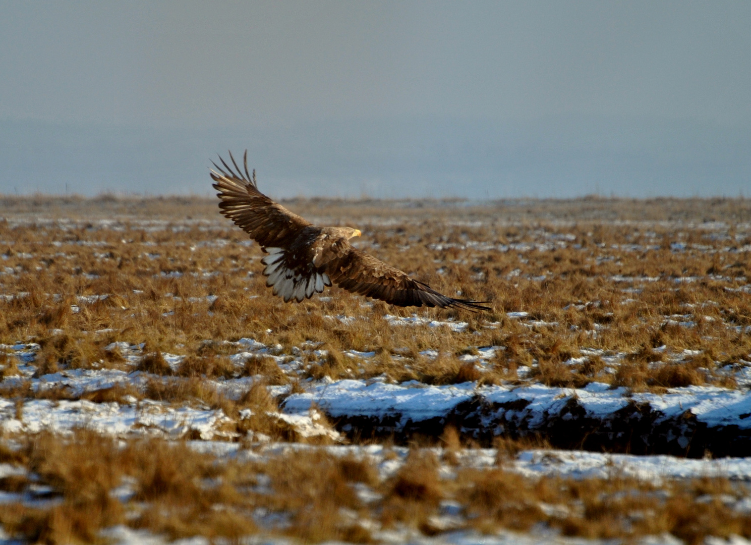 Seeadler