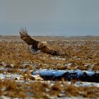 Seeadler