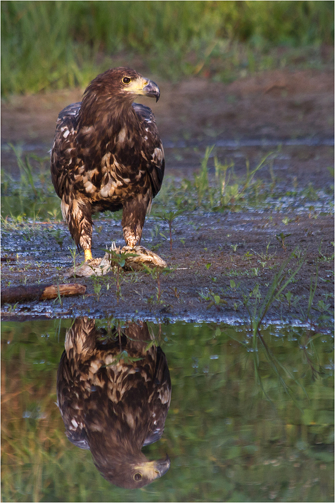 Seeadler 9