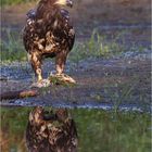 Seeadler 9