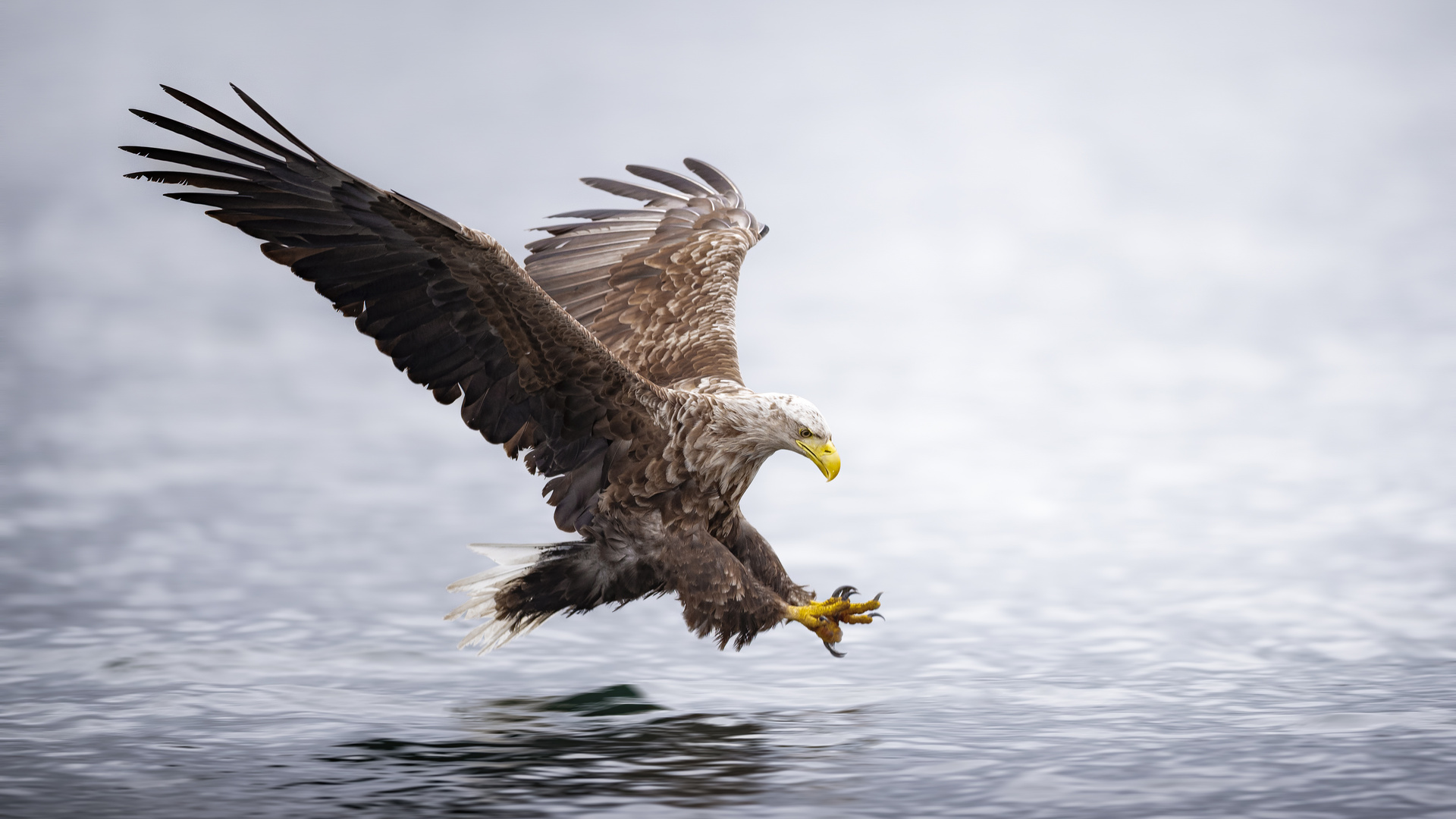 Seeadler 