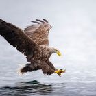 Seeadler 