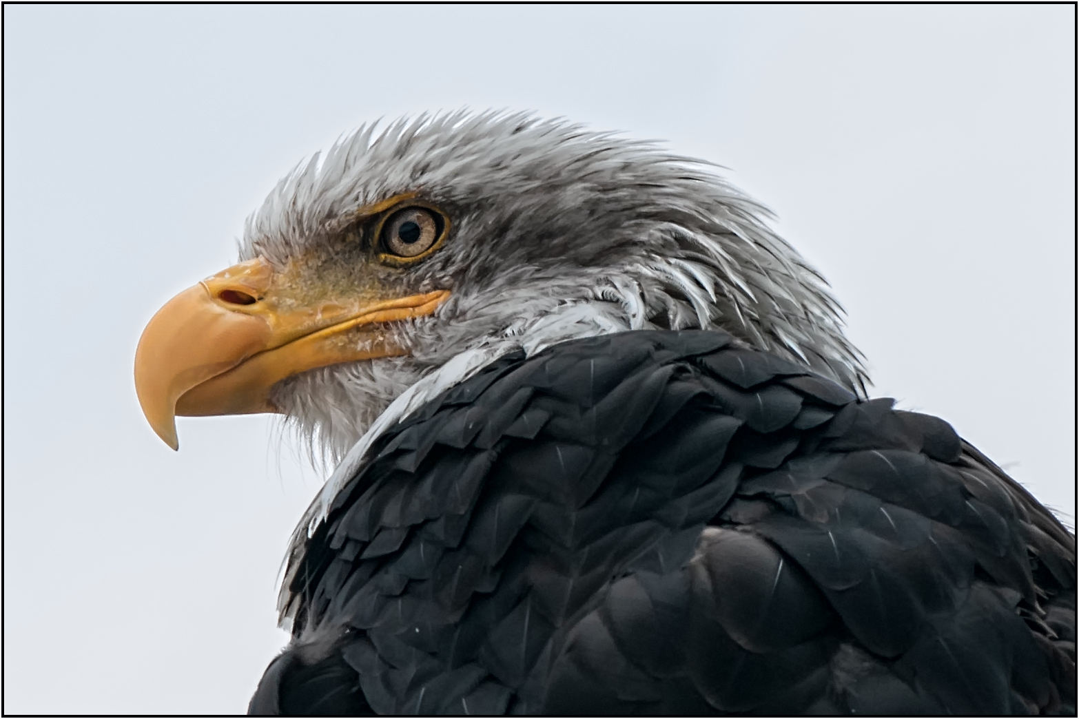 Seeadler