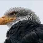 Seeadler