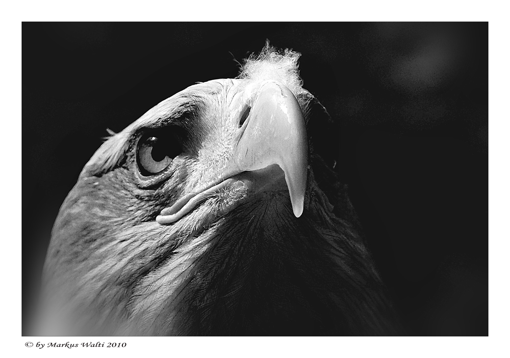 Seeadler