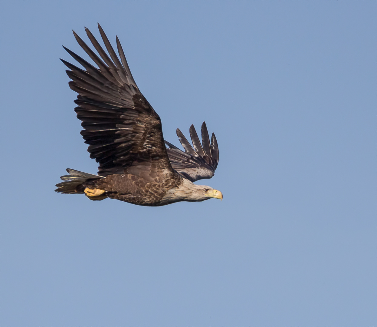 Seeadler ...