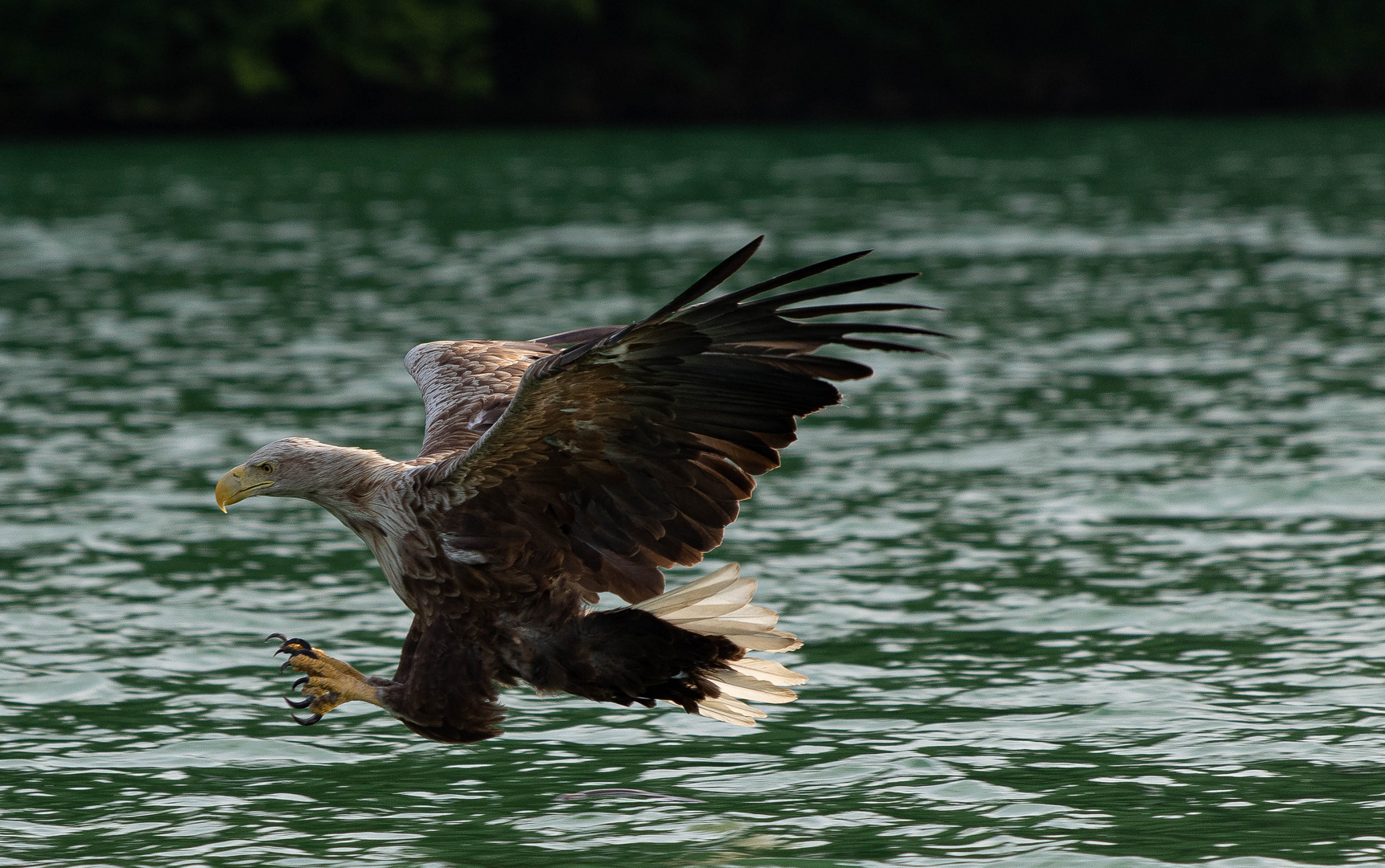 Seeadler