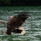 Seeadler