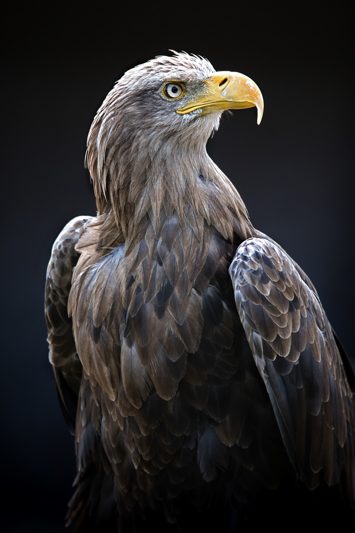 Seeadler