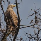 Seeadler