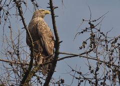 Seeadler