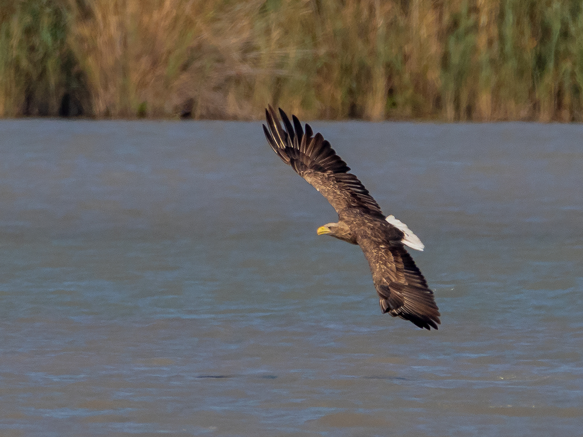 Seeadler