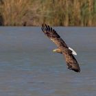 Seeadler