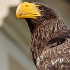 Seeadler