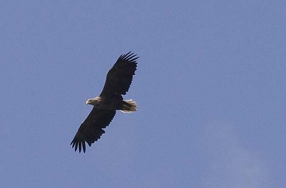 Seeadler