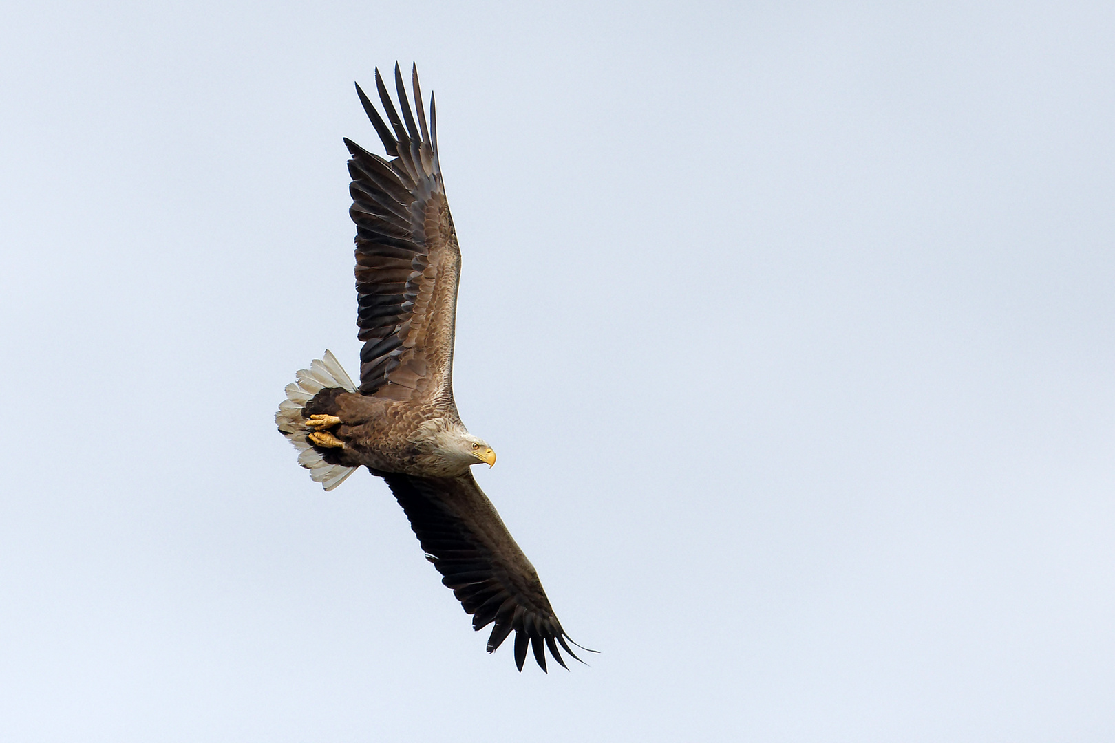 Seeadler