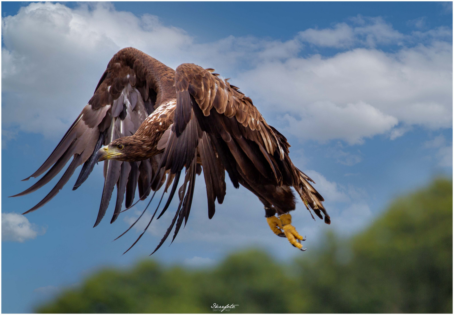 Seeadler 