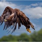 Seeadler 