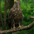 Seeadler