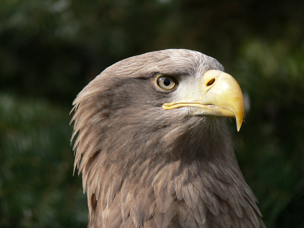 Seeadler