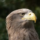 Seeadler