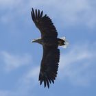 Seeadler