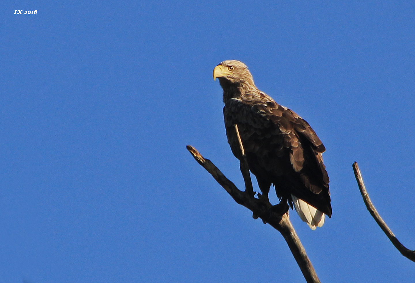 Seeadler 