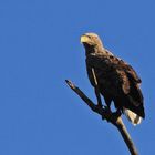 Seeadler 