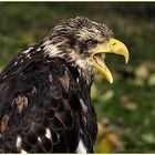 Seeadler