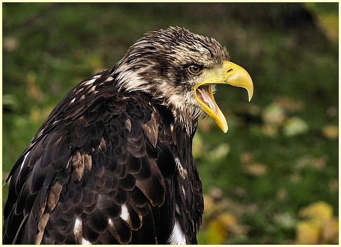 Seeadler