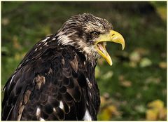 Seeadler